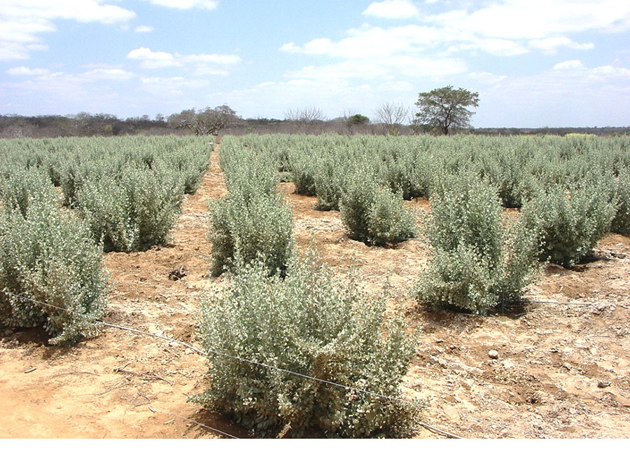 Microrganismos raros viabilizam cultivo de milho em solos afetados por excesso de sal